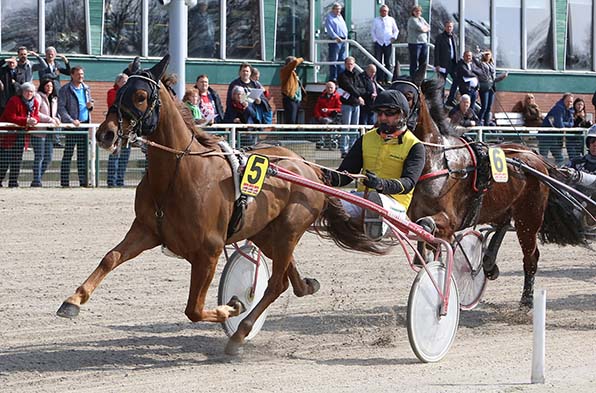 Warhorse Hazelaar (Didier Kokkes) - © traberfoto-sx