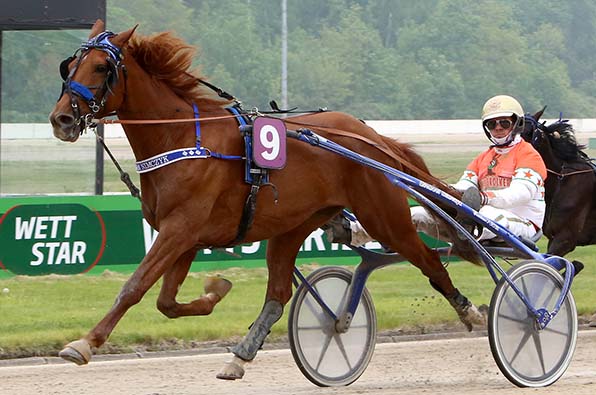 Nach drei Gelsentrab-Siegen in Serie geht Volare Gar beim Bärenkamp-Debüt als Favorit in den »Pokal der Rheinfels Quelle« - © traberfoto-sx