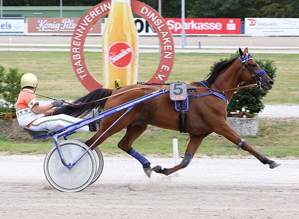 Kann ein erfolgreiches Jahr mit dem siebten Sieg abschließen: Quick Winner (Michael NImczyk) - © traberfoto-sx