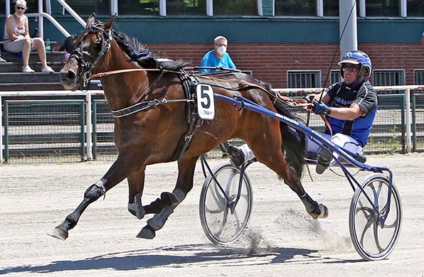 Hind Beuckenswyk (Willem Hendriks) sicherte sich zuletzt den ersten Dintrab-Sieg - © traberfoto-sx