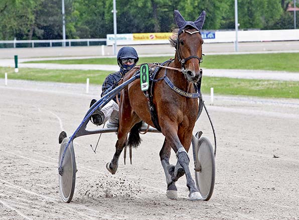 Gaja (hier mit Jochen Holzschuh) - © traberfoto-sx